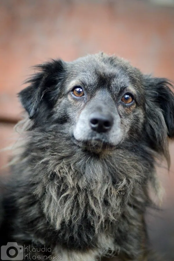 Oddam psa, Warszawa, Pelcowizna, 12 października 2025 (6/6)