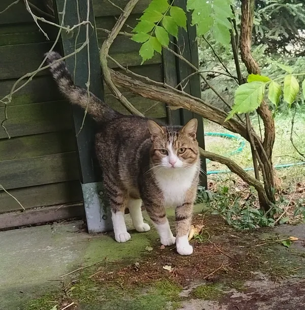 Znaleziono kota, Bednary, 12 października 2025