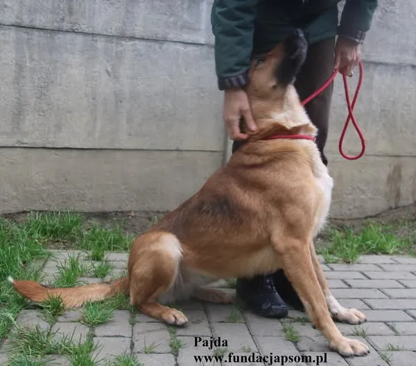 Pies do adopcji, Nowy Dwór Mazowiecki, 12 października 2025 (2/4)