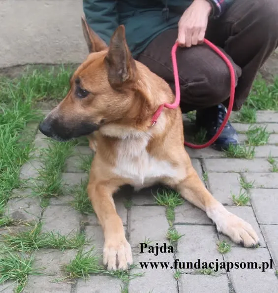Pies do adopcji, Nowy Dwór Mazowiecki, 12 października 2025 (3/4)
