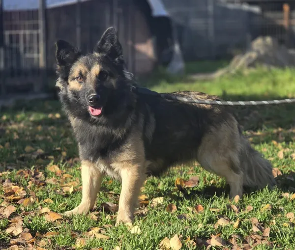 Pies do adopcji, Zgierz, 12 października 2025 (1/4)