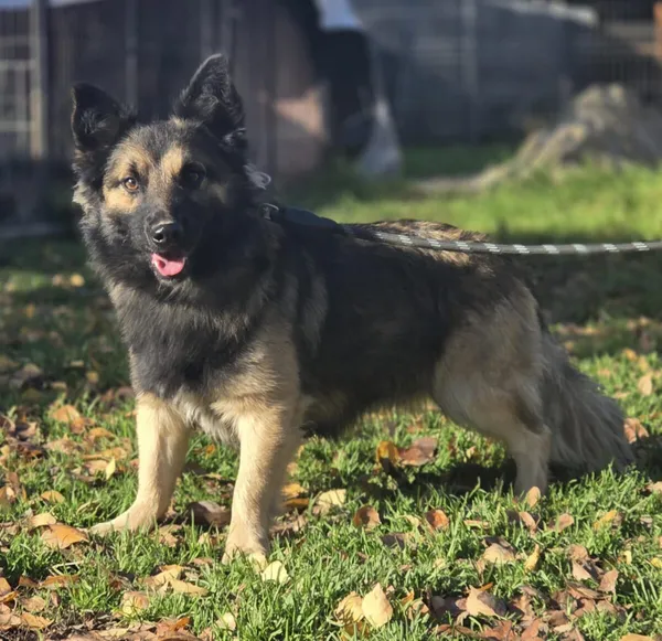 Pies do adopcji, Zgierz, 12 października 2025 (2/4)