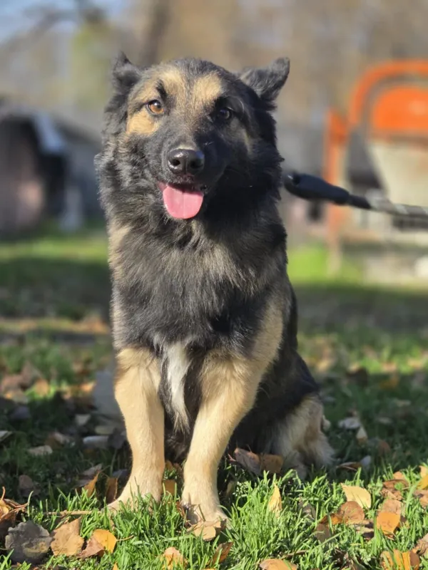 Pies do adopcji, Zgierz, 12 października 2025 (3/4)