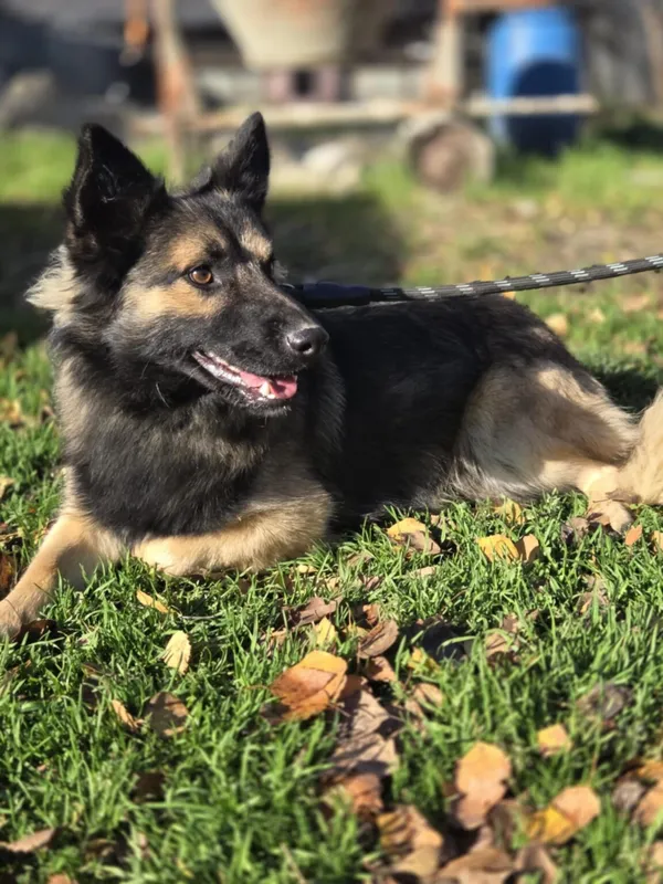 Pies do adopcji, Zgierz, 12 października 2025 (4/4)