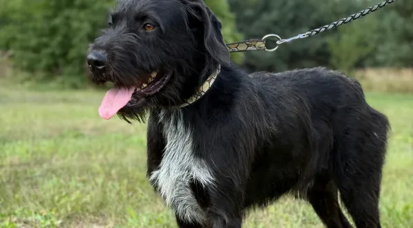 Pies do adopcji, Pieczyska, 12 października 2025 (1/5)