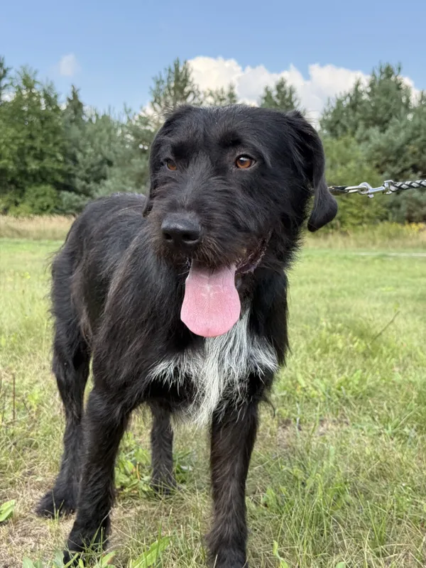 Pies do adopcji, Pieczyska, 12 października 2025 (2/5)