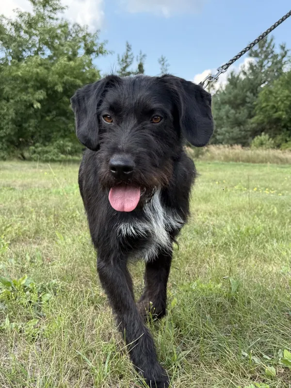 Pies do adopcji, Pieczyska, 12 października 2025 (3/5)