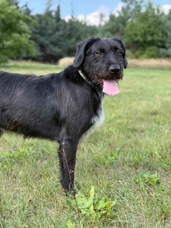 Pies do adopcji, Pieczyska, 12 października 2025 (5/5)