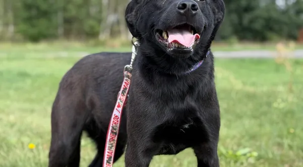 Pies do adopcji, Pieczyska, 12 października 2025 (1/3)