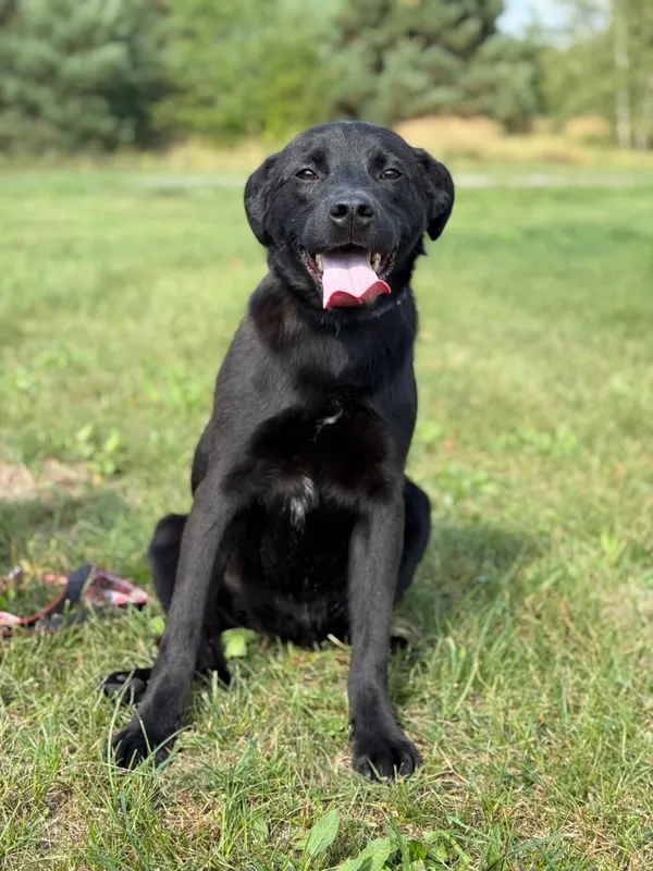 Pies do adopcji, Pieczyska, 12 października 2025 (2/3)