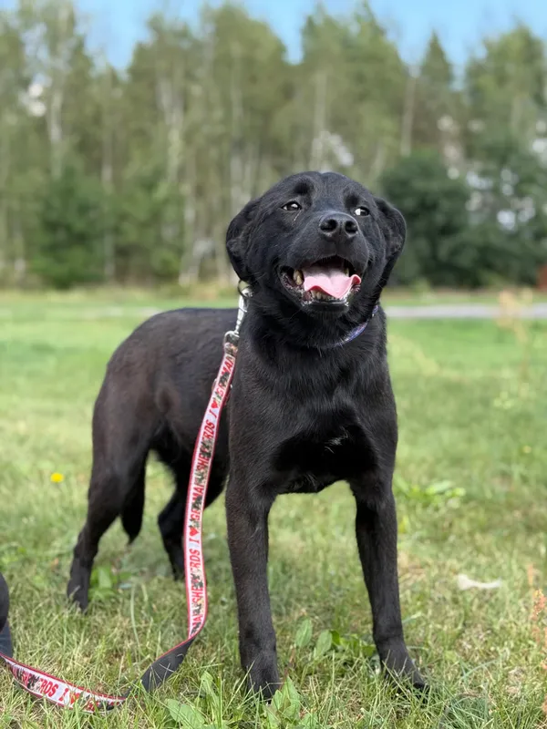 Pies do adopcji, Pieczyska, 12 października 2025 (3/3)