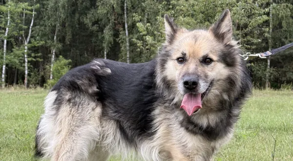 Pies do adopcji, Pieczyska, 12 października 2025 (1/5)