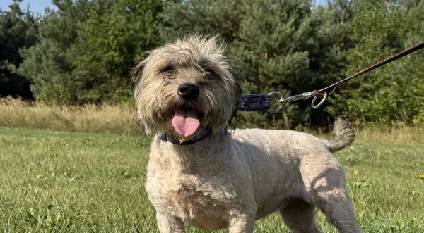 Pies do adopcji, Pieczyska, 12 października 2025 (1/5)