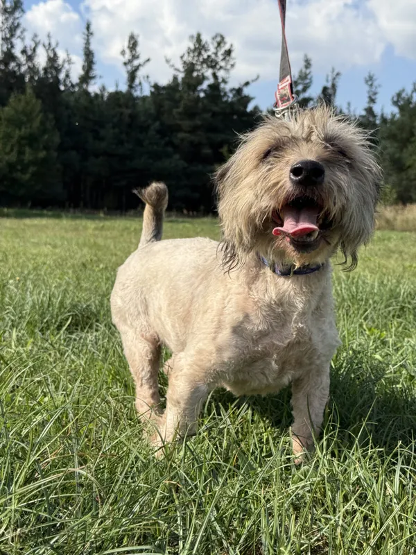 Pies do adopcji, Pieczyska, 12 października 2025 (3/5)