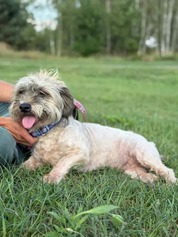 Pies do adopcji, Pieczyska, 12 października 2025 (4/5)