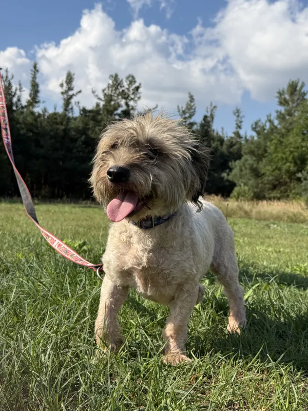 Pies do adopcji, Pieczyska, 12 października 2025 (5/5)