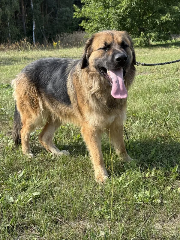 Pies do adopcji, Pieczyska, 12 października 2025 (2/4)