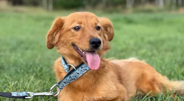 Pies do adopcji, Pieczyska, 12 października 2025 (1/3)