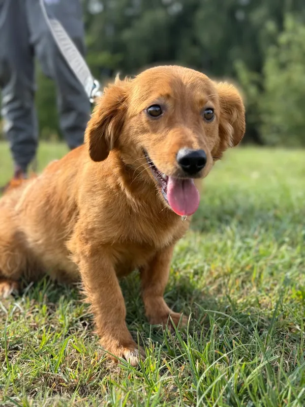 Pies do adopcji, Pieczyska, 12 października 2025 (2/3)