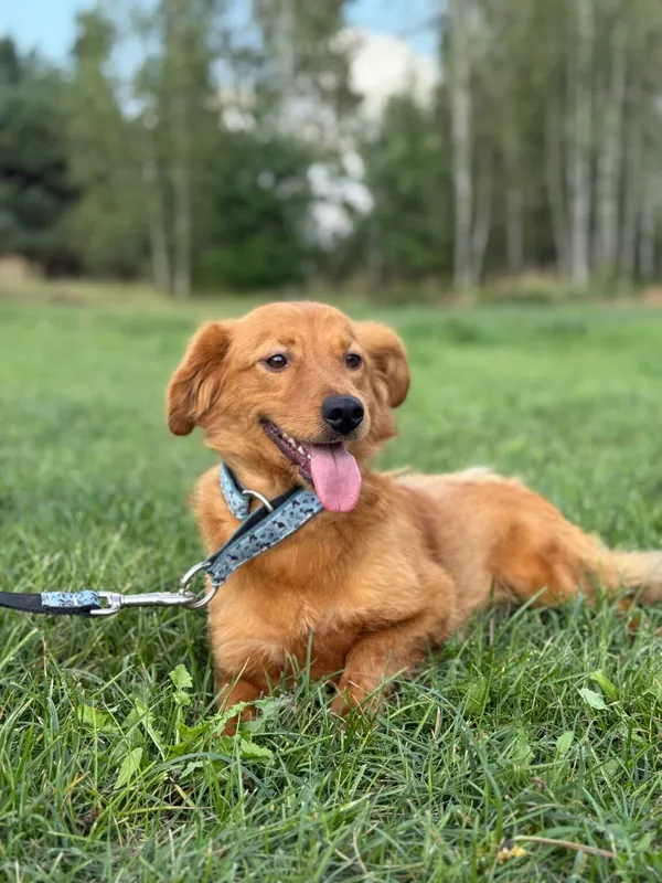 Pies do adopcji, Pieczyska, 12 października 2025 (3/3)