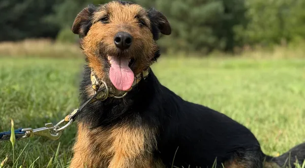 Pies do adopcji, Pieczyska, 12 października 2025 (1/5)