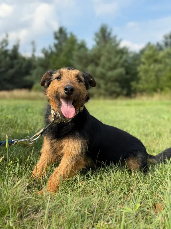 Pies do adopcji, Pieczyska, 12 października 2025 (2/5)