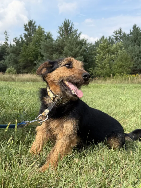 Pies do adopcji, Pieczyska, 12 października 2025 (3/5)