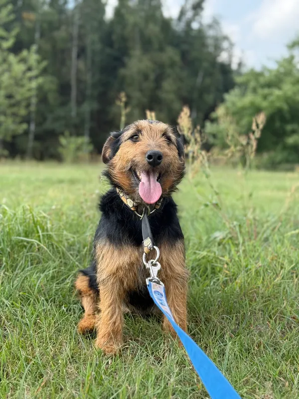 Pies do adopcji, Pieczyska, 12 października 2025 (4/5)