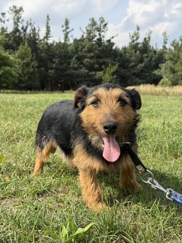 Pies do adopcji, Pieczyska, 12 października 2025 (5/5)