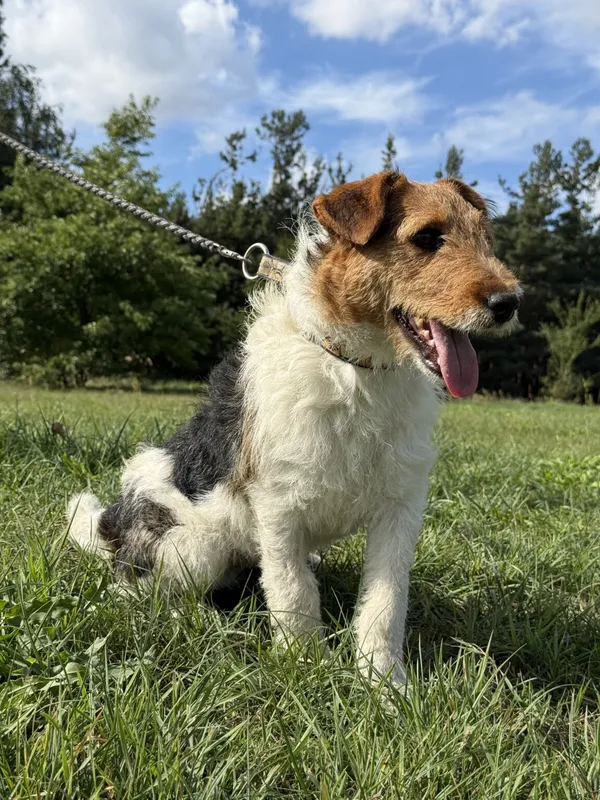 Pies do adopcji, Pieczyska, 12 października 2025 (2/5)