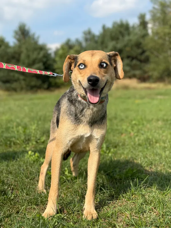 Pies do adopcji, Pieczyska, 12 października 2025 (3/4)