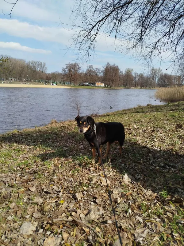 Zaginął pies, Łódź, 12 października 2025