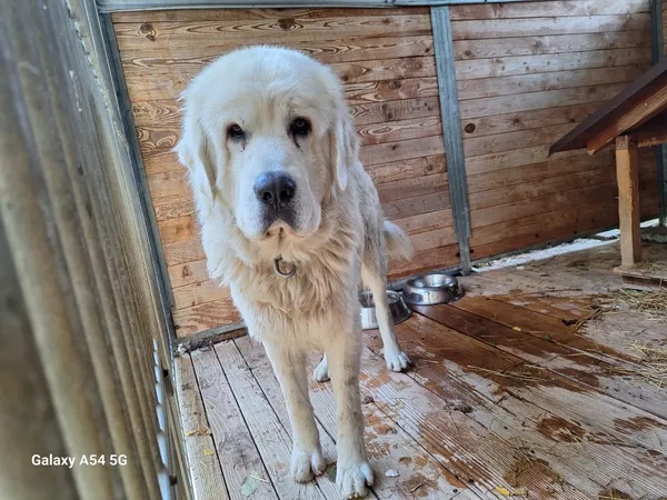 Pies do adopcji, Orzechowce, 11 października 2025 (2/3)