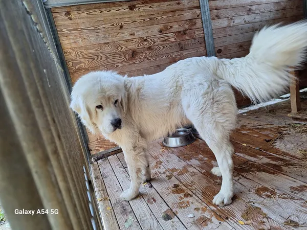 Pies do adopcji, Orzechowce, 11 października 2025 (3/3)