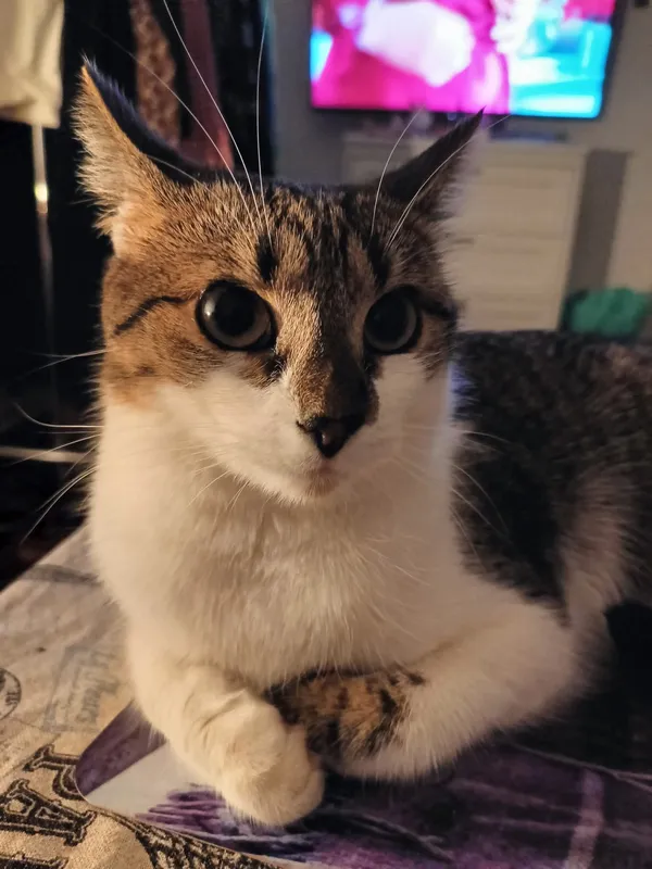 Zaginął kot, Kraków, Olszanica, 13 października 2025