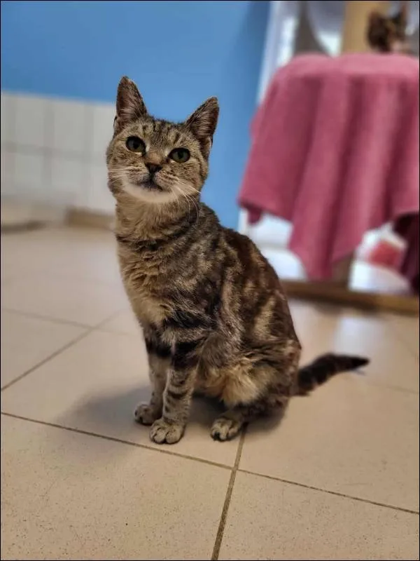 Znaleziono kota, Grudziądz, 13 sierpnia 2025