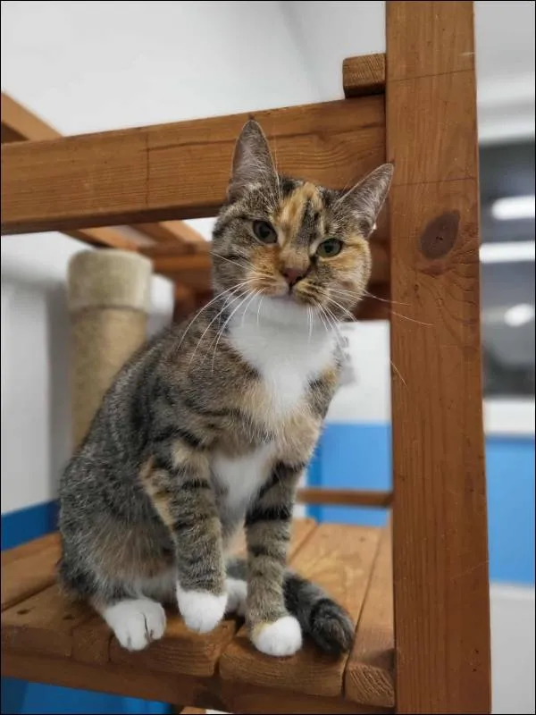 Znaleziono kota, Grudziądz, 5 września 2025