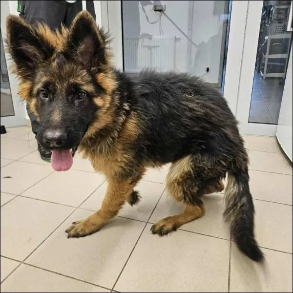 Znaleziono psa, Grudziądz, 11 października 2025