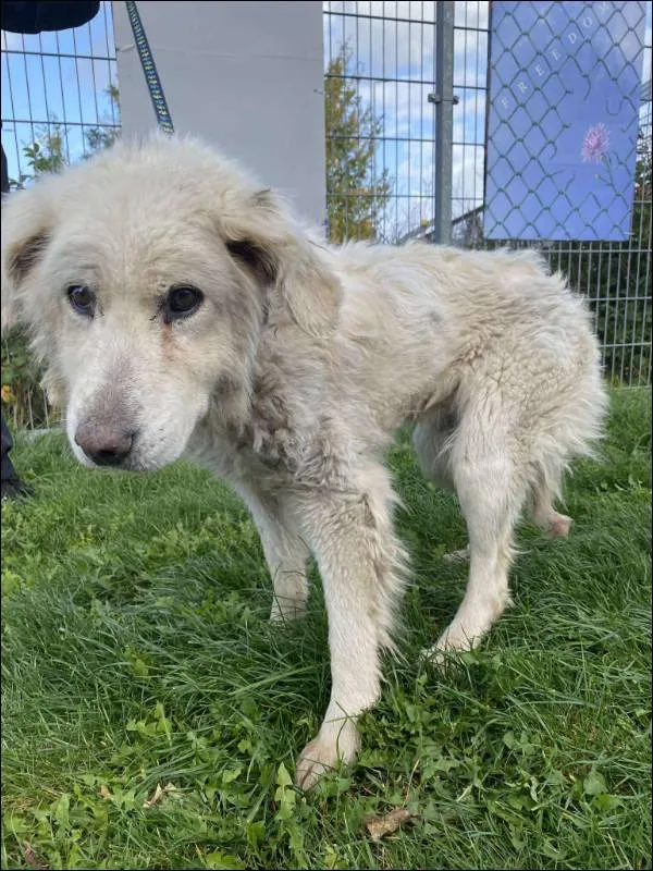 Znaleziono psa, Grudziądz, 10 października 2025