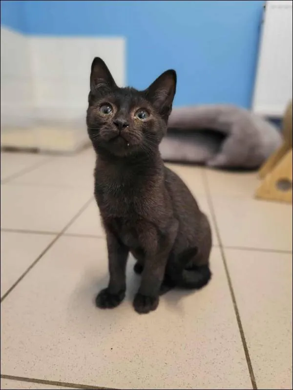 Znaleziono kota, Grudziądz, 2 sierpnia 2025