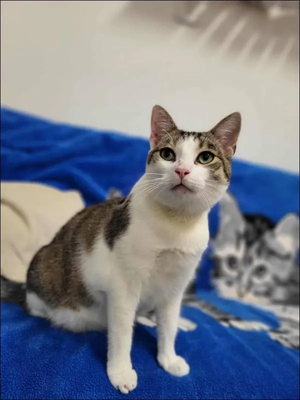 Znaleziono kota, Grudziądz, 1 kwietnia 2025