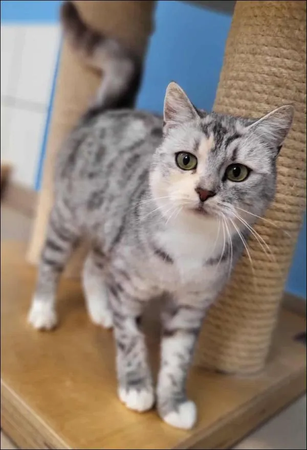 Znaleziono kota, Grudziądz, 9 września 2025