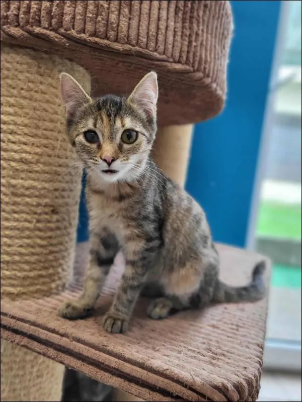 Znaleziono kota, Grudziądz, 25 lipca 2025