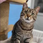 Znaleziono kota