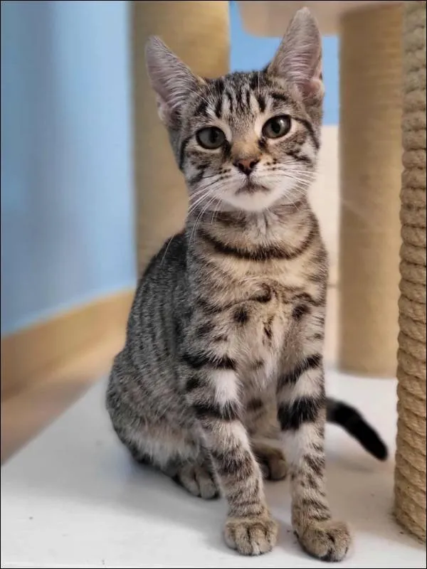 Znaleziono kota, Grudziądz, 4 sierpnia 2025