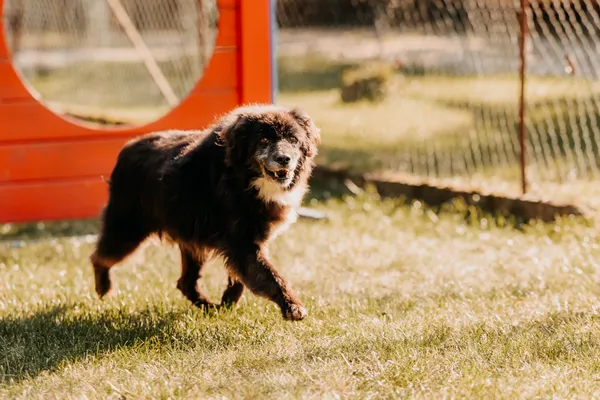 Pies do adopcji, Czartki, 13 października 2025 (1/5)