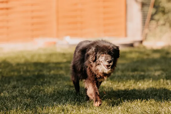 Pies do adopcji, Czartki, 13 października 2025 (2/5)