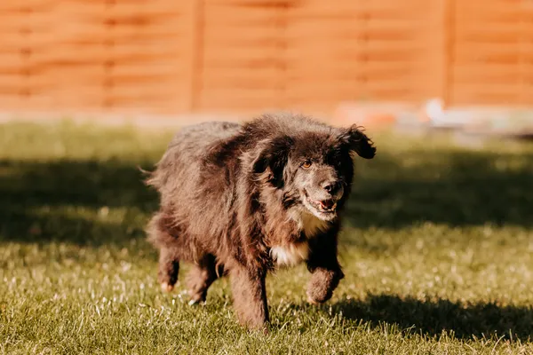 Pies do adopcji, Czartki, 13 października 2025 (3/5)