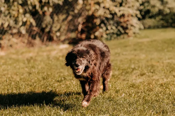 Pies do adopcji, Czartki, 13 października 2025 (4/5)