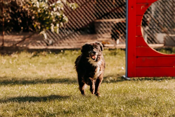 Pies do adopcji, Czartki, 13 października 2025 (5/5)